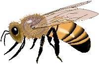 Losee03bee.jpg (24350 bytes)